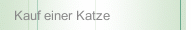 Kauf einer Katze